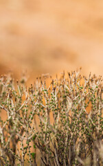 thorny plant of Cyprus..