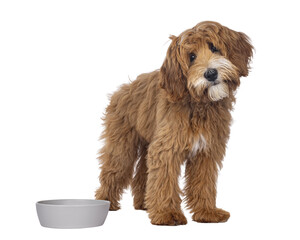 Happy labradoodle dog puppy standing beside empty food bowl. Looking towards camera. Isolated cutout on a transparent background.