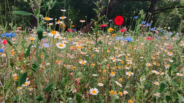 Blue Cornflower, wild daisies and red corn poppy in the flower field in summer
