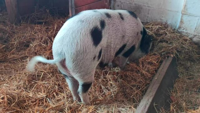A pig eats hay and waves its tail