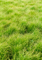 juicy green grass..