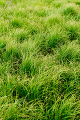 juicy green grass..