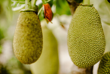 jackfruit, Artocarpus heterophyllus, fruit, tree, food, garden, agriculture, nature, tropical, branch, healthy, fresh, asia, citrus, sweet, closeup, delicious, natural, organic