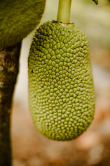 Jackfruit growing on a tree