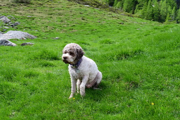 Fototapeta premium Portrait eines Lagotto Romagnolo Hundes