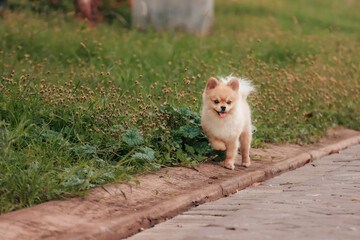 Strolling along the roadside, the Pomeranian dog brushes through the lush greenery with grace and joy