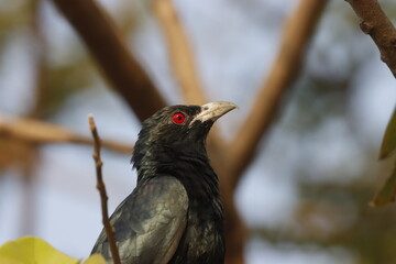 This striking photograph features an Indian Koel bird perched gracefully on a branch. Its glossy black plumage and vibrant red eyes are highlighted against a lush green backdrop