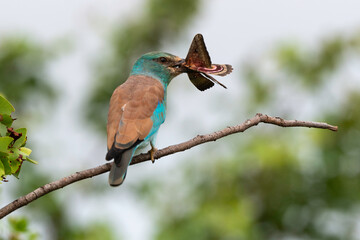 Rollier d'Europe,. Coracias garrulus, European Roller