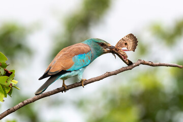 Rollier d'Europe,. Coracias garrulus, European Roller