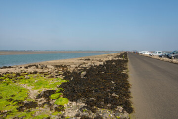 Algue verte, Ulva armoricana, Passage du Gois, baie de Bourgneuf, île de Noirmoutier, Vendée, 85, France