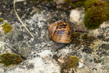 Escargot, Helix aspersa aspersa
