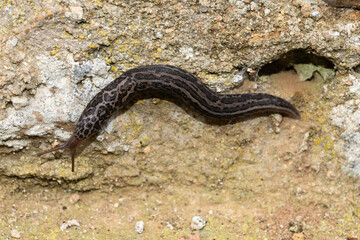 Limace léopard, Limax maximus