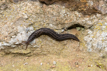 Limace léopard, Limax maximus
