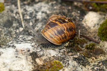 Escargot, Helix aspersa aspersa
