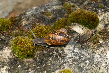 Escargot, Helix aspersa aspersa