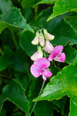 Lathyrus silvestris, Gesse