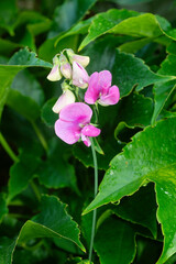 Lathyrus silvestris, Gesse