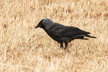 Choucas des tours,.Coloeus monedula , Western Jackdaw