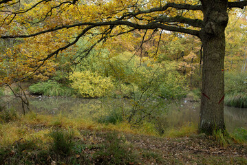 chêne rouvre; Quercus robur; mare; Forêt domaniale de Sénart, 91, Essonne, France