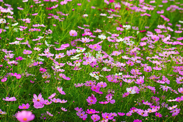 Naklejka premium Cosmos is beautiful in various colors and patterns. 