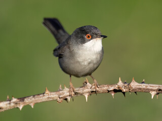 Sardinian Warbler
