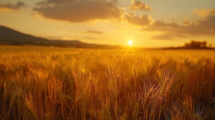 Obraz premium Golden Harvest: Tranquil Wheat Fields Bathed in Sunset Glow