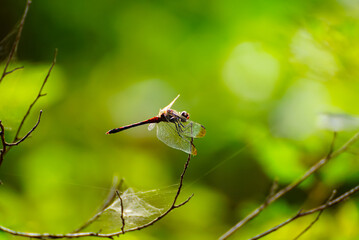A dragonfly gently landing on a tree branch.
