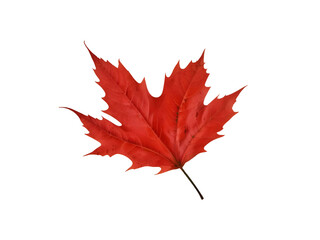 leaf09 red sugar maple leaf leaves plant nature foliage stalk green tree transparent background cutout.