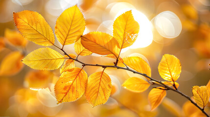 Obraz premium Yellow autumn leaves backlit by sunlight, fall season foliage on branch, vibrant natural warm golden nature