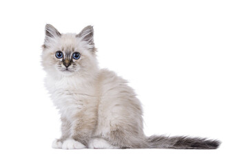 Cute tabby Sacred Birman cat kitten, sitting up side ways. Looking straight to camera with breed...