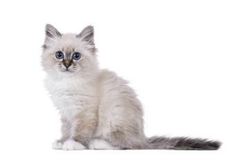 Cute tabby Sacred Birman cat kitten, sitting up side ways. Looking straight to camera with breed specific blue eyes. Isolated cutout on a transparent background.