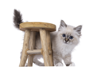 Cute tabby Sacred Birman cat kitten, walking around little wooden stool. Looking straight to camera with breed specific blue eyes. Isolated cutout on a transparent background.