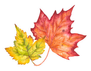 Hand drawn watercolor illustration. Various autumn leaves painted in watercolor. Colorful autumn leaves for birthday, wedding, holidays. Any creative designs.