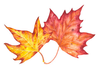 Hand drawn watercolor illustration. Various autumn leaves painted in watercolor. Colorful autumn leaves for birthday, wedding, holidays. Any creative designs.