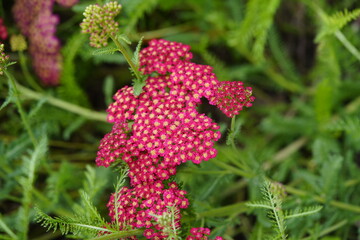 
Achillea millefolium ,Sammetries, Asteraceae family. Hanover, Germany,
