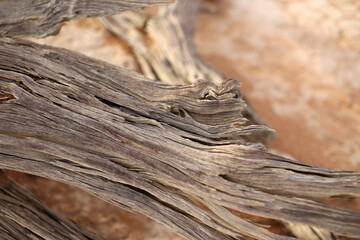 Fototapeta premium The texture of a dried tree in the middle of the Namibian desert in the Deadvlei Nature Reserve. Selective focus