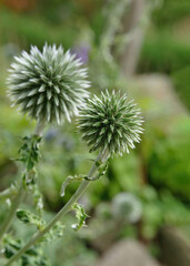 Globe thistle (Echinops) close-up isolated background