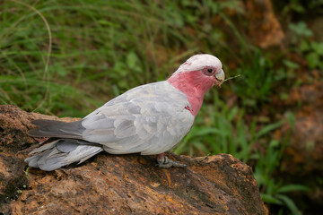 Galah Cockatoo - Eolophus roseicapilla, beautiful pink and gray cockatoo from Australian forests, woodlands and bushes.