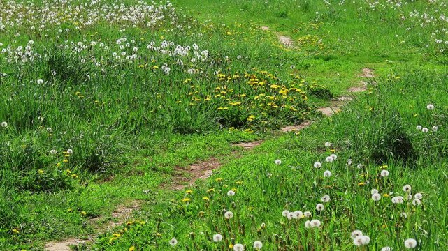 Scenic view of a green meadow with a path and dandelions swaying in the breeze on a sunny day