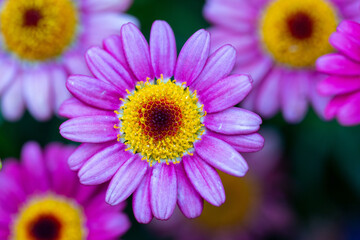 Obraz premium close up of a purple daisy