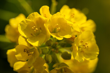 closeup of a yellow blooming rapeseed blossom