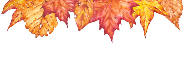 Hand drawn watercolor illustration. Frame of various autumn leaves painted in watercolor. Colorful illustration of autumn leaves for birthday, wedding, thanksgiving, holidays. Any creative designs.
