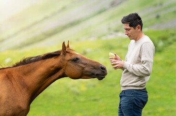 A man in a beige sweater stands next to a brown horse and feeds it apples. Close-up portrait of a...