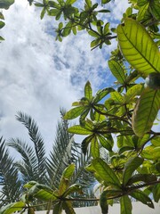 green leaves against blue sky