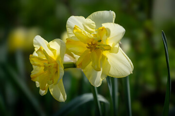 Spring primroses in a sunlit meadow. First spring flowers.