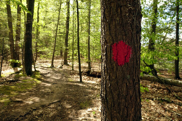 Obraz premium A red painted trail marker in a park forest