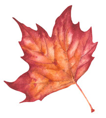 Hand drawn watercolor illustration. Colorful autumn leaf illustration for birthday, wedding, thanksgiving, holidays. Any creative designs.
