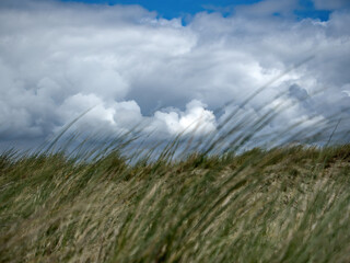 Gr&auml;ser im Wind