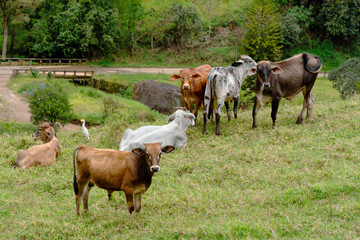 Fototapeta premium Beautiful colombian landscape, with cows, in the rural hills of jardin, Jardín, Antioquia, Colombia.