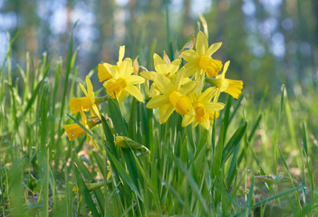 Obraz premium daffodils in the morning 